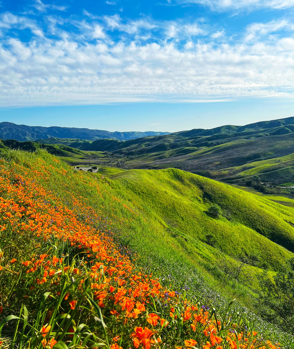 Chino Hills, California. A field of California poppies on a hillside with mountains in the background.