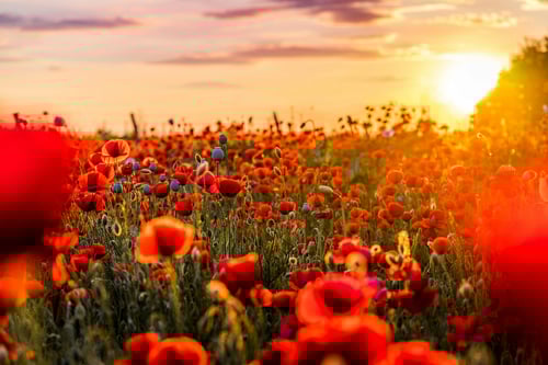 Field of poppies in the sunset