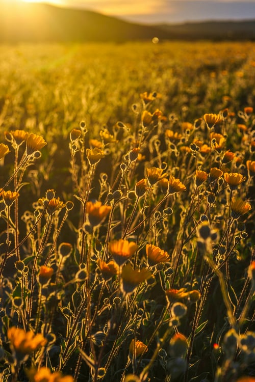 Field of wild flowers in the sunset